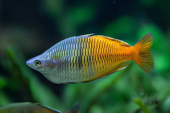 Boesmani Rainbow Fish Melanotaenia Boesemani 5cm - Real Aquatics