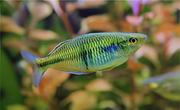 Boesmani Rainbow Fish Melanotaenia Boesemani 5cm - Real Aquatics