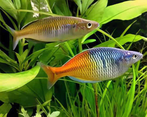 Boesmani Rainbow Fish Melanotaenia Boesemani 5cm - Real Aquatics