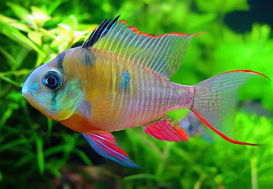 Bolivian Ram Mikrogeophagus Altispinosa 3cm - Real Aquatics