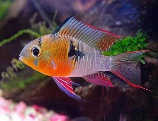 Bolivian Ram Mikrogeophagus Altispinosa 3cm - Real Aquatics