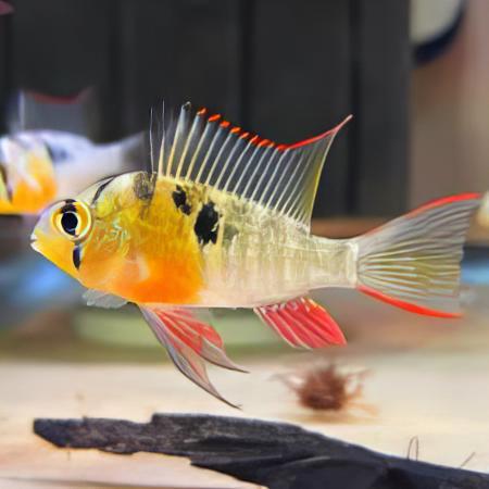Bolivian Ram Mikrogeophagus Altispinosa 3cm - Real Aquatics