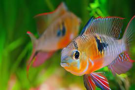 Bolivian Ram Mikrogeophagus Altispinosa 3cm - Real Aquatics