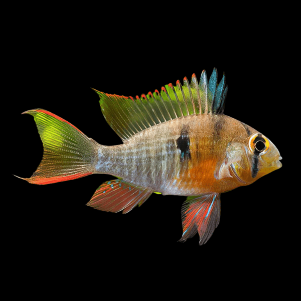 Bolivian Ram Mikrogeophagus Altispinosa 3cm - Real Aquatics
