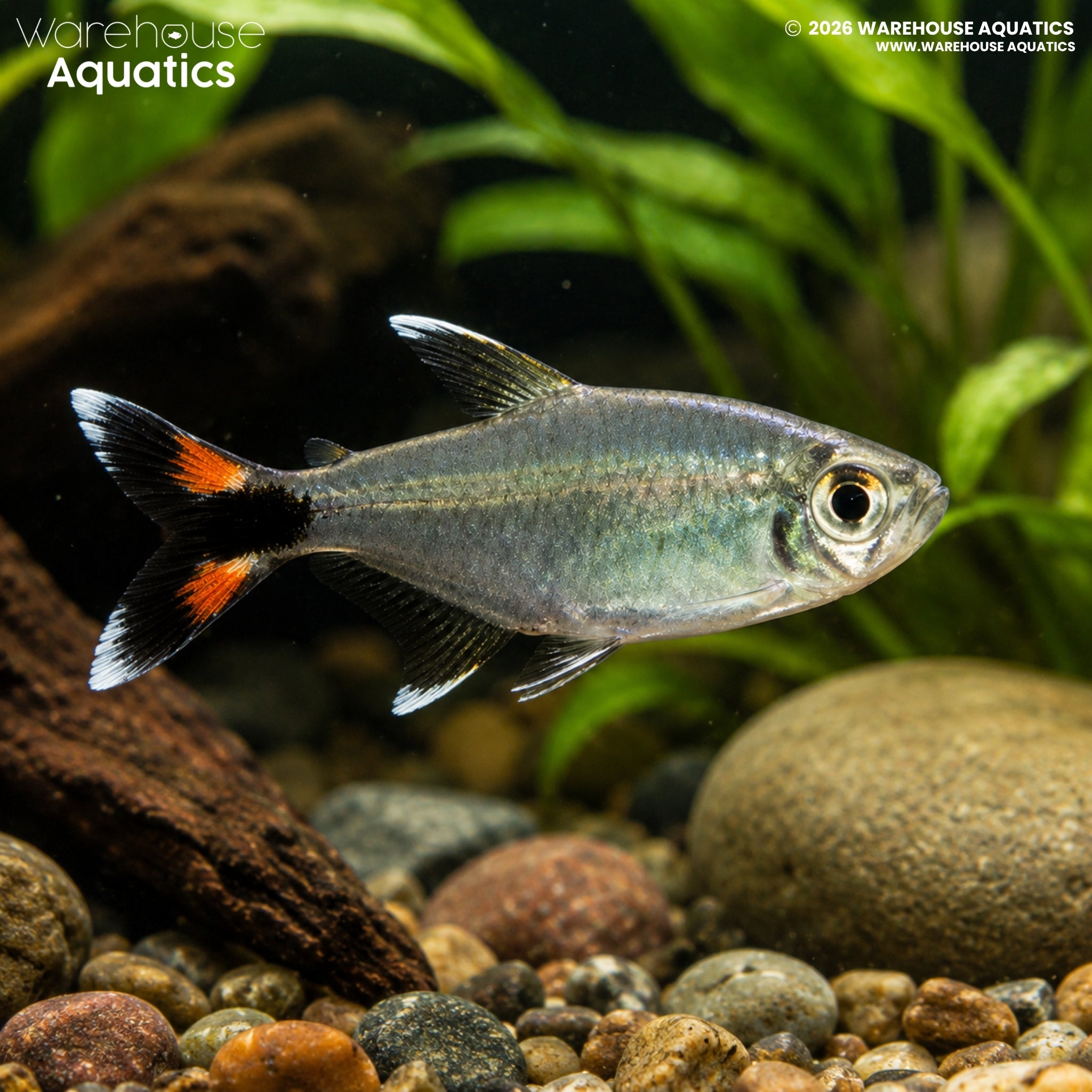 Bonita Tetra (Moenkhausia bonita)
