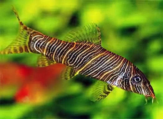 Zebra Candy Stripe Loach Botia Striata 4cm - Real Aquatics