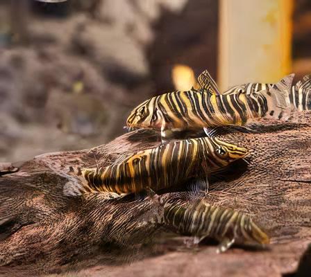 Zebra Candy Stripe Loach Botia Striata 4cm - Real Aquatics
