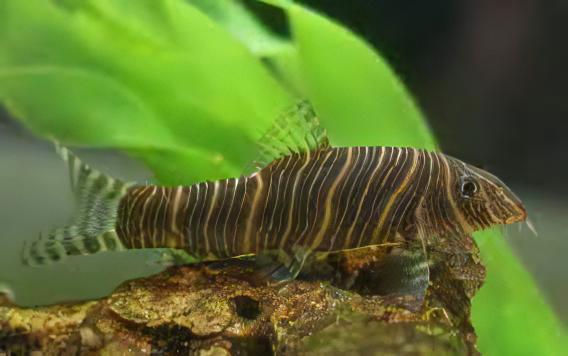 Zebra Candy Stripe Loach Botia Striata 4cm - Real Aquatics