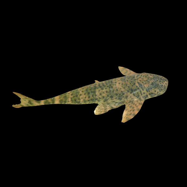 Brazilian Armoured Catfish Harttia Punctata 5cm - Real Aquatics