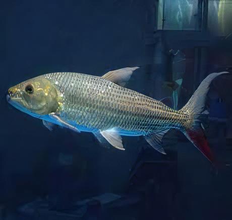 African Brevis Tiger Fish Hydrocynus Brevis