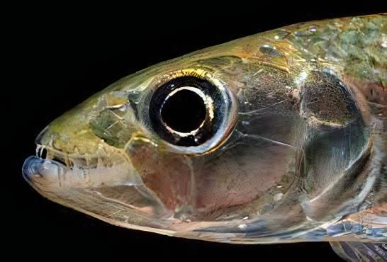 African Brevis Tiger Fish Hydrocynus Brevis