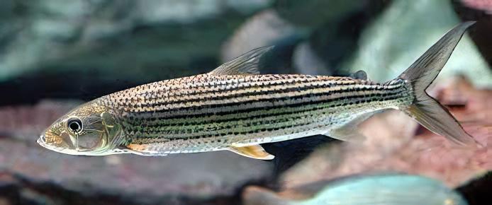 African Brevis Tiger Fish Hydrocynus Brevis