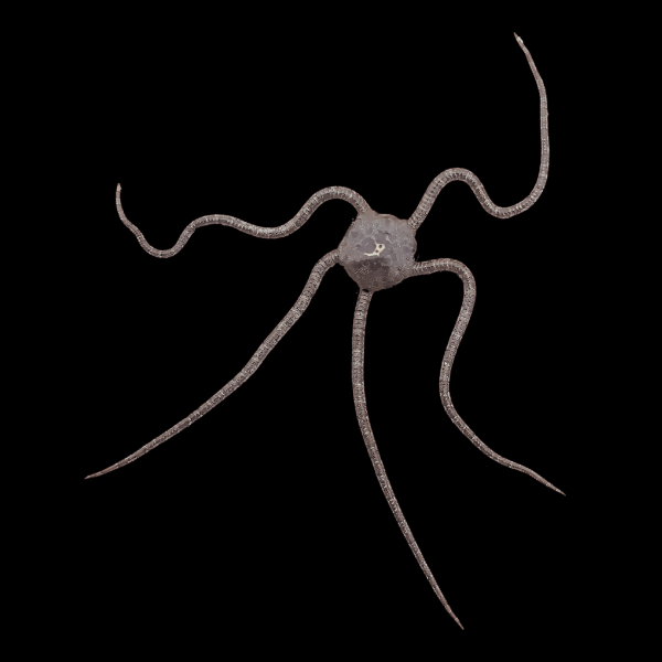 Brittle Black Starfish Ophiocomina Nigra - Real Aquatics