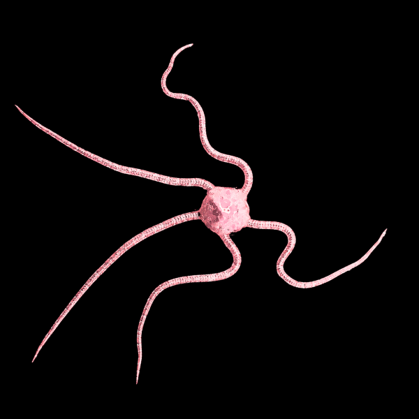 Brittle Pink Starfish Ophiocoma Nereidina - Real Aquatics