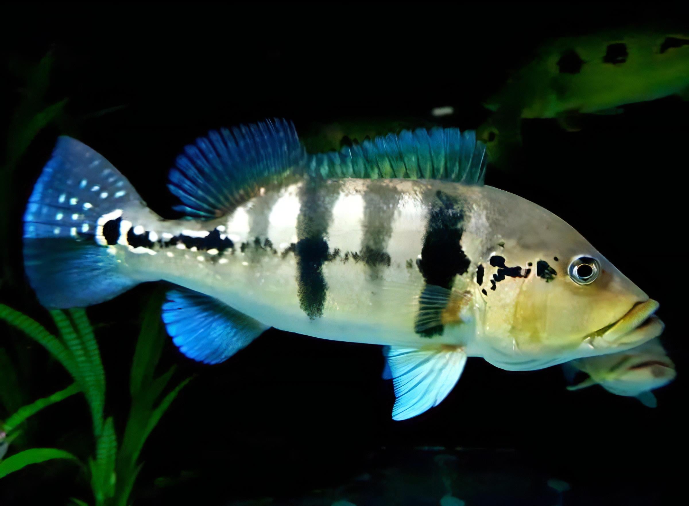 Brokopondo Peacock Bass