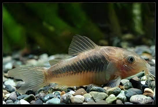 Bronze Corydoras Aeneus 3cm Catfish - Real Aquatics
