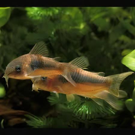 Bronze Corydoras Aeneus 3cm Catfish - Real Aquatics