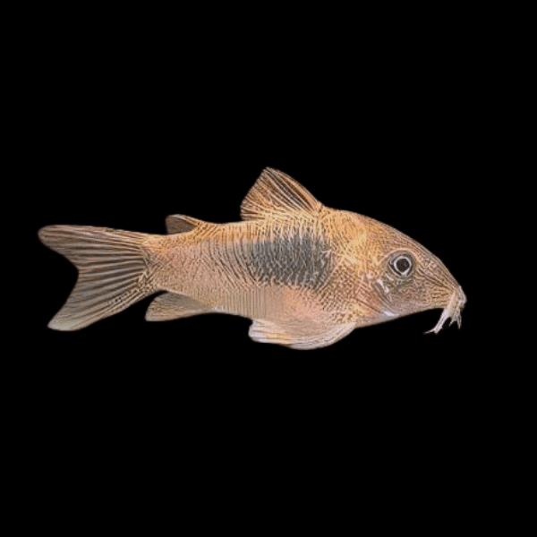 Bronze Corydoras Aeneus 3cm Catfish - Real Aquatics