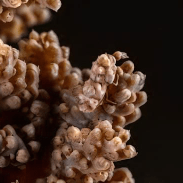 Brown Bush Soft Coral Nephthea Sp - Real Aquatics