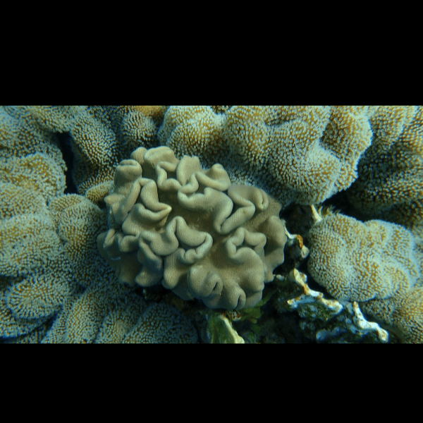 Brown Leather Soft Coral Sarcophyton Glaucum - Real Aquatics