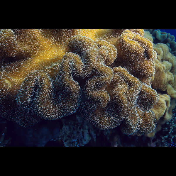 Brown Leather Soft Coral Sarcophyton Glaucum - Real Aquatics