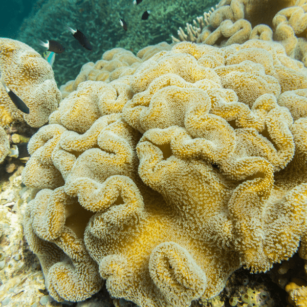 Brown Leather Soft Coral Sarcophyton Glaucum - Real Aquatics