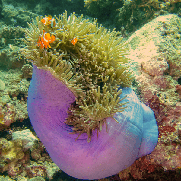 Brown Malu Anemone Heteractis Malu