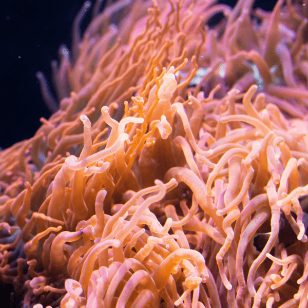 Brown Malu Anemone Heteractis Malu
