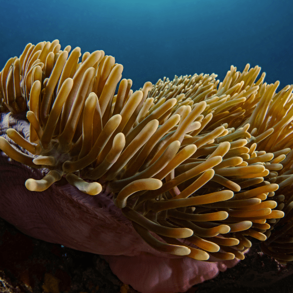 Brown Malu Anemone Heteractis Malu