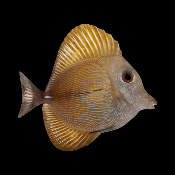 Brown Scopas Tang Zebrasoma Scopas - Real Aquatics
