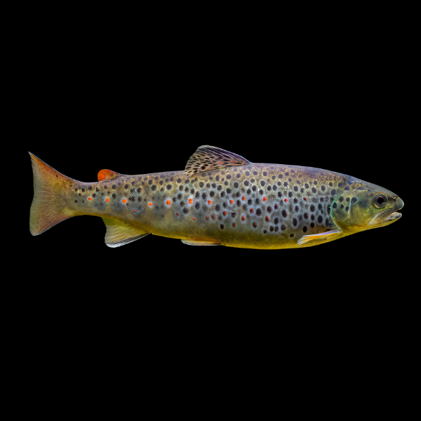Brown Trout Salmo Trutta 15cm - Real Aquatics