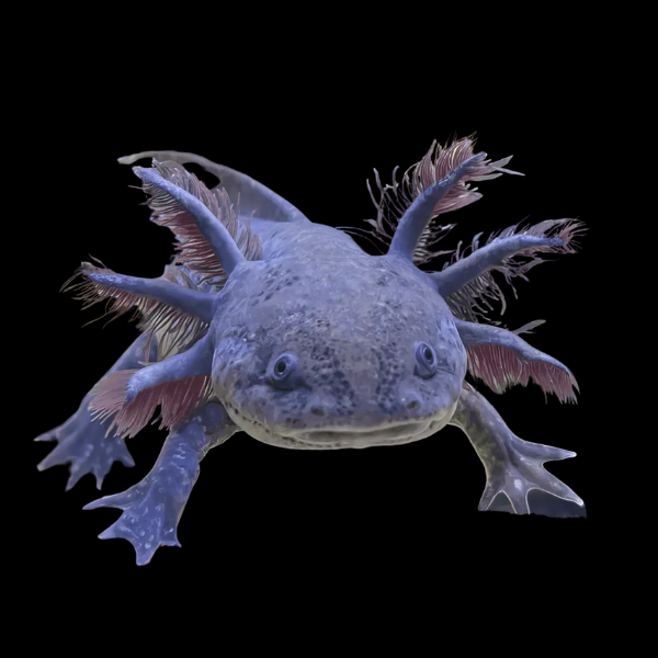 Brown Wild Coloured Black Eye Axolotl Ambystoma Mexicanum