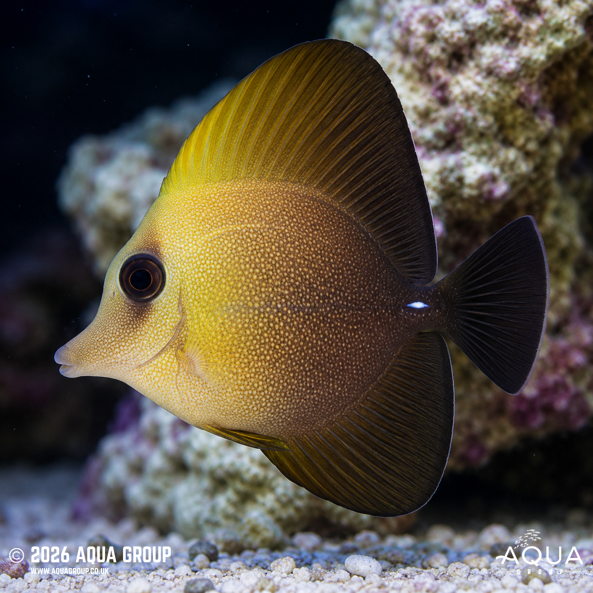 Brown Sailfin Tang (Zebrasoma scopas)