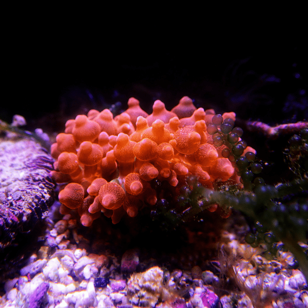 Bubble Anemone Common Entacmaea Quadricolor