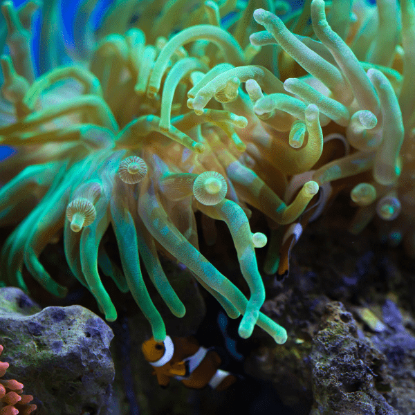 Bubble Anemone Common Entacmaea Quadricolor