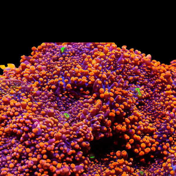 Bubble Mushroom Red and Orange Coral Polyp Ricordea Yuma - Real Aquatics