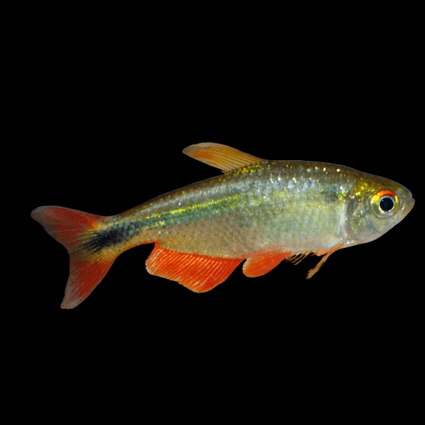 Buenos Aires Hyphessobrycon Anisitsi 2cm - Real Aquatics