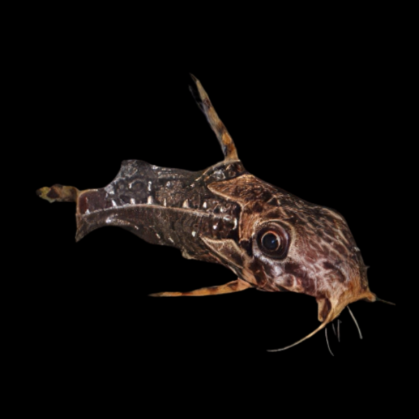 Bug Eye Squeaker Catfish Synodontis Contractus 5cm - Real Aquatics