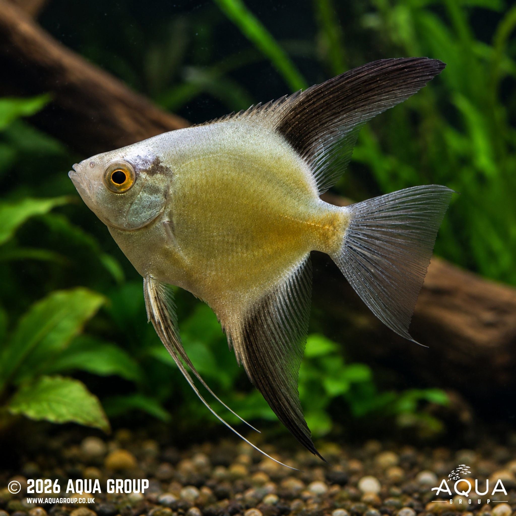 Bulgarian Green Red Cheek Angelfish (Pterophyllum scalare)