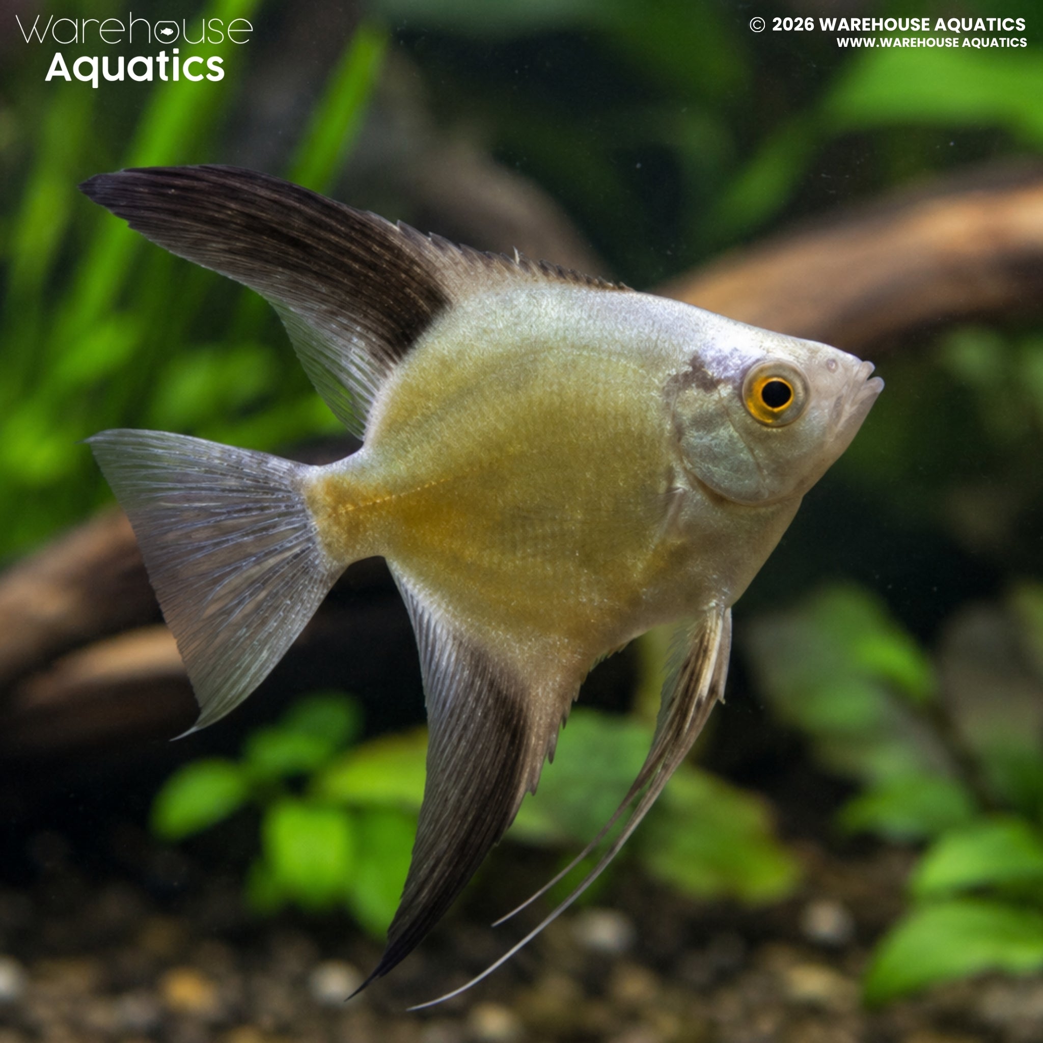 Bulgarian Green Red Cheek Angelfish (Pterophyllum scalare)