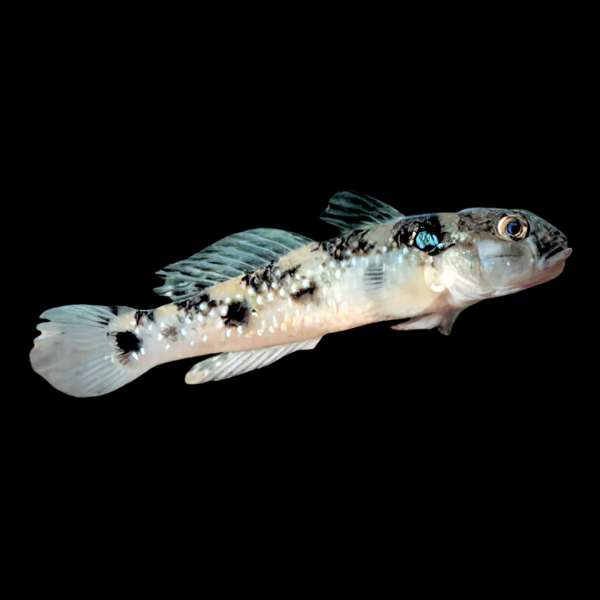 Bulldog Goby Acentrogobius Caninus - Real Aquatics
