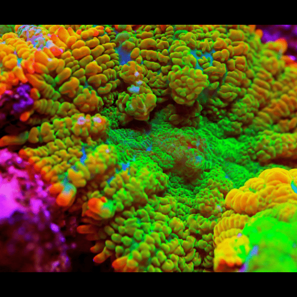 Bullseye Mushroom Coral Frag Rhodactis Sp - Real Aquatics