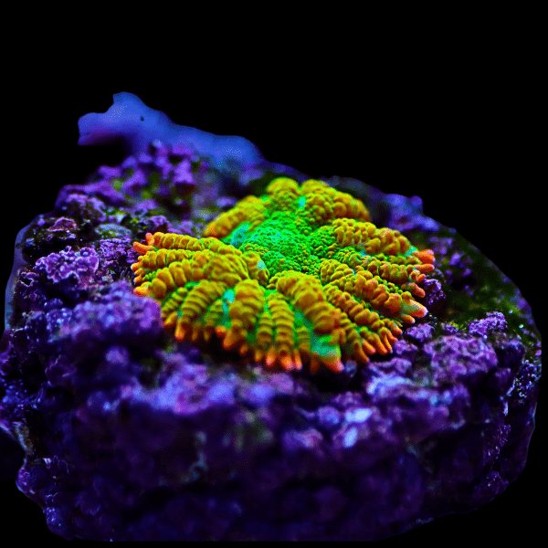 Bullseye Mushroom Coral Frag Rhodactis Sp - Real Aquatics