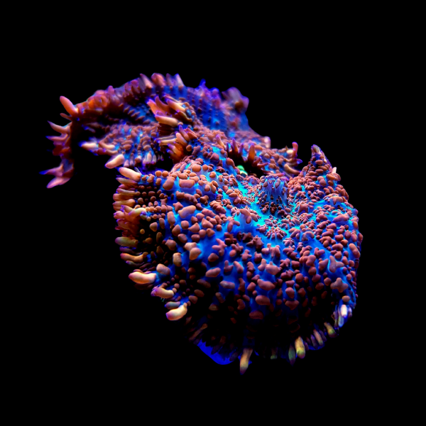 Bullseye Rock Mushroom Fungiidae Coral Coloured Rhodactis Sp - Real Aquatics