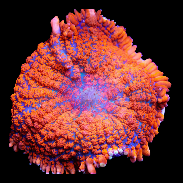 Bullseye Rock Mushroom Fungiidae Coral Orange Rhodactis Sp - Real Aquatics