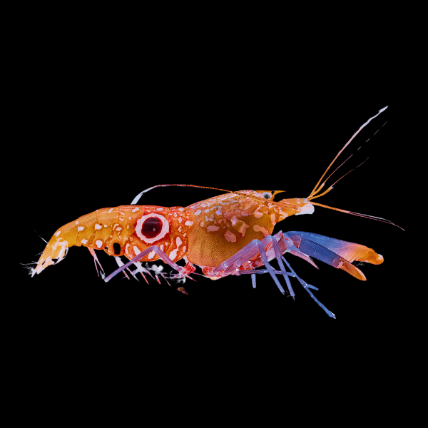 Bullseye Snapping Shrimp Alpheus Soror - Real Aquatics