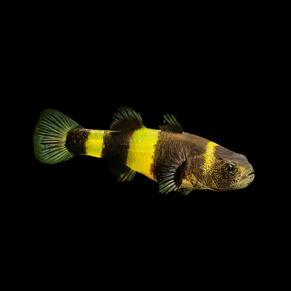 Bumble Bee Goby Brachigobius Zanthozona 3cm - Real Aquatics