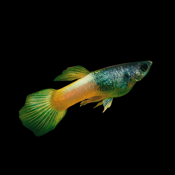 Bumble Bee Male Guppy Poecilia Reticulata 3cm - Real Aquatics