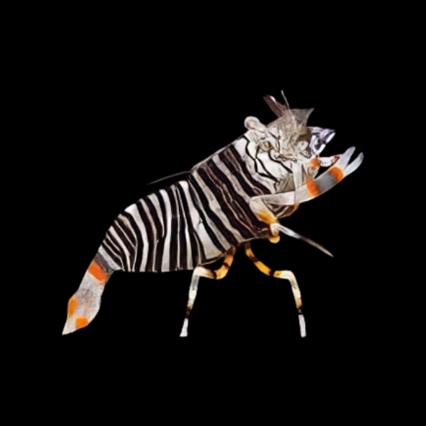 Bumble Bee Shrimp Gnathaphyllum Americanum - Real Aquatics