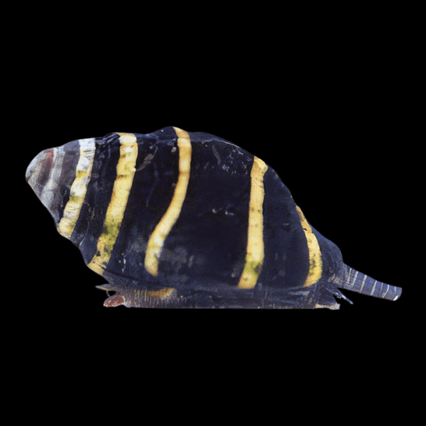 Bumble Bee Snails Engina Mendicaria - Real Aquatics